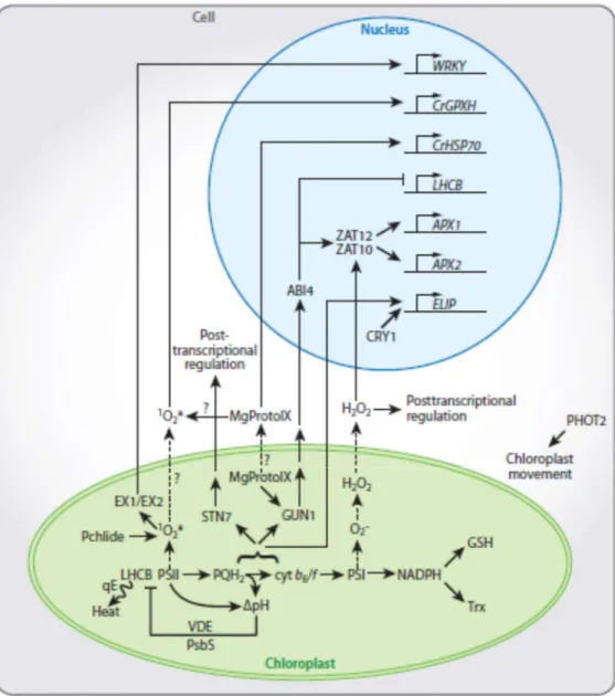 Figure 5. Schematic diagram of a plant/algal cell showing the locations and interactions of  some of the sensing and signalling molecules that are involved in responses to excess light