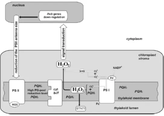 Figure  6.  A  tentative  scheme  of  H 2 O 2   production  in  chloroplasts  and  a  possible  signal  transduction pathway for the down-regulation of lhcb genes by H 2 O 2  originated in the PQ pool,  involved in the reduction of PSII antenna size under 
