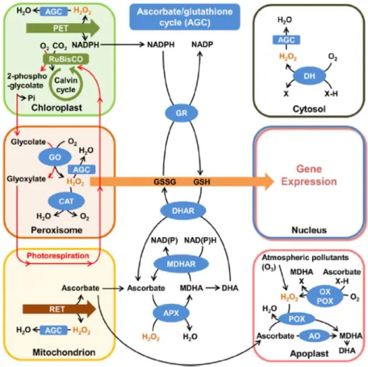 Figure 11. Schematic representation of subcellular hydrogen peroxide (H 2 O 2 ) metabolism and  its  generation  by  the  pathway  of  photorespiration  and  subsequent  signalling  through  the  glutathione pool linked to the ascorbate/glutathione cycle, 