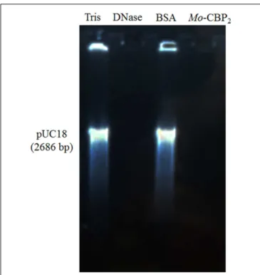 FIGURE 3 | DNase activity of Mo-CBP 2. The pUC18 plasmid (500.0 ng) of E. coli was incubated with Mo-CBP 2 (500.0 ng); BSA (500.0 ng) and 0.05 M Tris-HCl buffer, pH 7.4 (negative controls); and the recombinant DNase I (2 units, positive control) for 1 h an