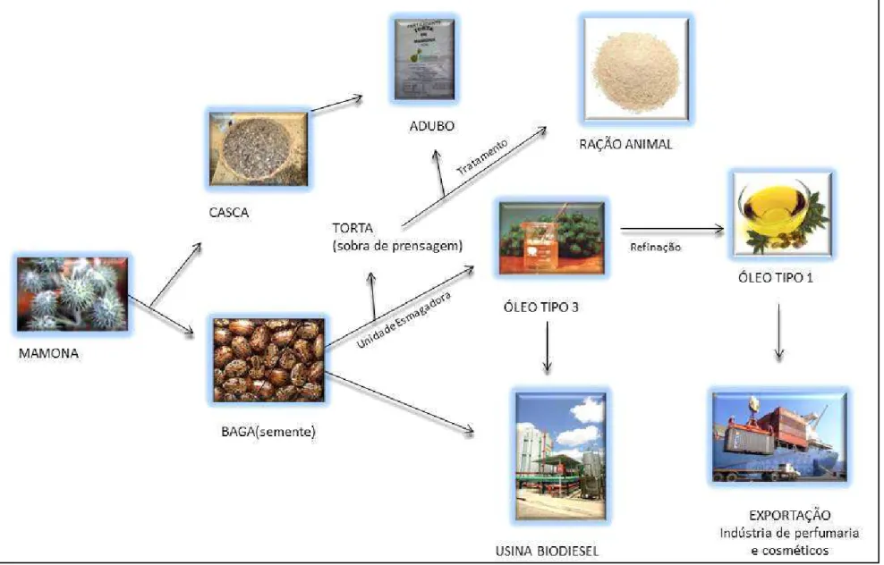 FIGURA 2 - Cadeia Produtiva da Mamona 