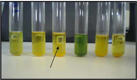 Figura 7 - Teste de fermentação de carboidratos, a seta indica a formação de gás no interior do tubo de Durhan 