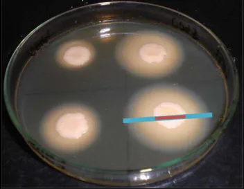 Figura 8 - Produção de fosfolipase (Pz) em ágar gema de ovo. Pz representa a razão entre o diâmetro da colônia  (linha vermelha) e o diâmetro total (colônia+zona de precipitação, linha azul) 