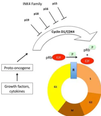 Fig. 1 The pRb pathway. Growth factors lead to the accumulation of cyclin D1 that interacts with CDK4