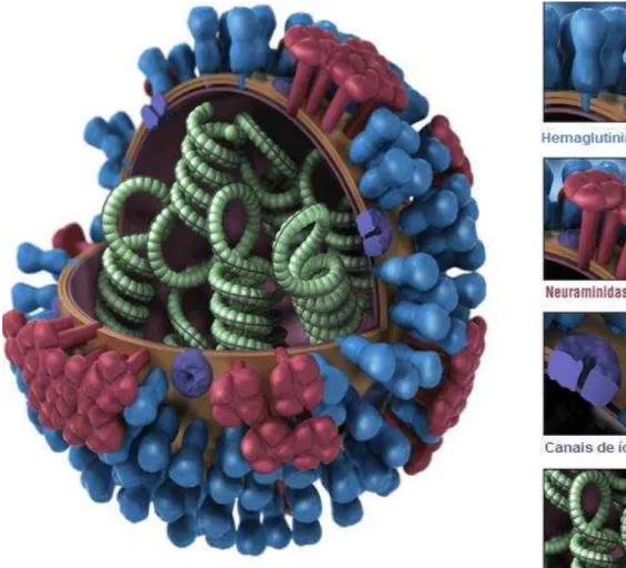 Figura 1  –  Vírus da Influenza A H1N1.  
