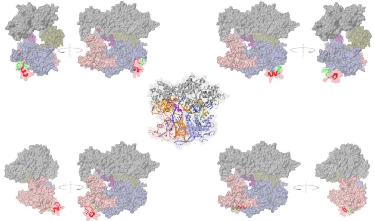 Fig. 2. Designed N- and C-terminal fusion proteins of Cas9 nuclease and representative CPPs (NrTP and Tat)
