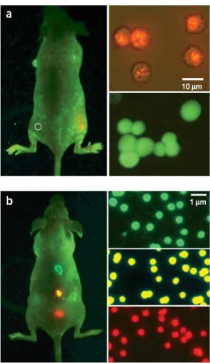 Figura 6: Sensibilidade e multiplicidade de cores no uso de pontos quˆanticos para obten¸c˜ ao de imagens in vivo