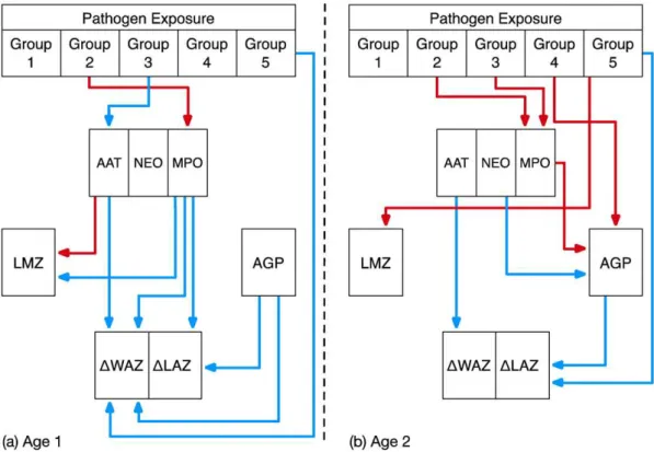Fig. 5. Sensitivity analysis of the DAG model (Fig. 4) to explore the effect of increasing (triangles) or decreasing (squares) the concentration of different biomarkers on mean ΔLAZ and ΔWAZ at the two age periods (Age 1, black; Age 2, gray)
