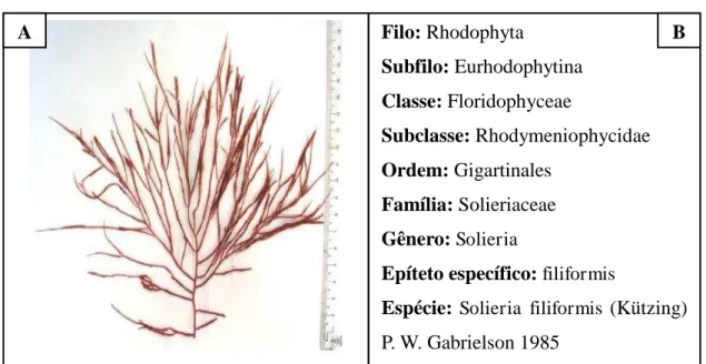 Figura 4 - Alga marinha vermelha  Solieria filiformis.