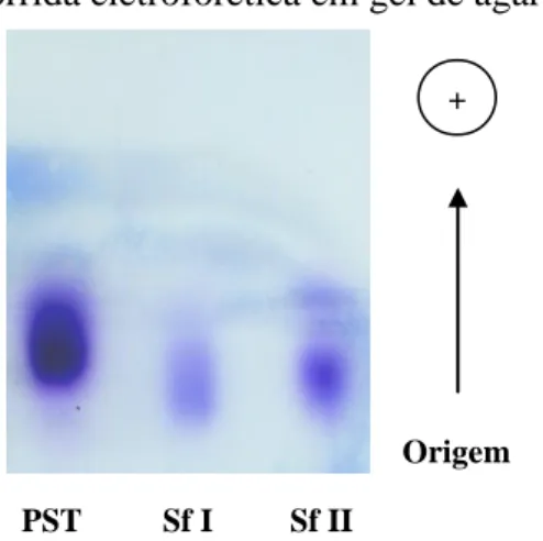 Figura 7 – Corrida eletroforética em gel de agarose. 