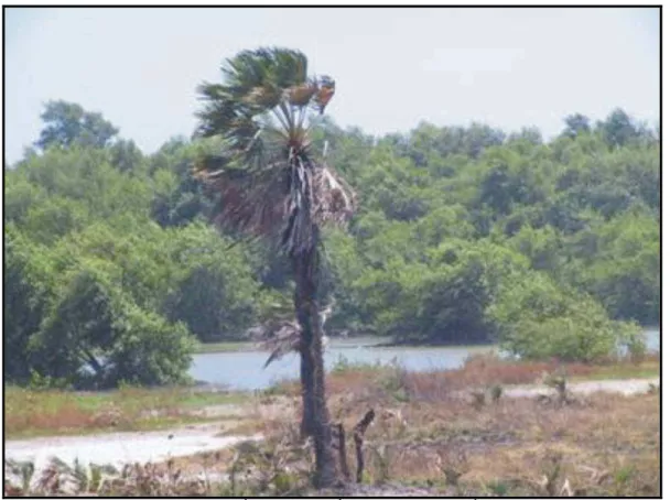 Figura 2.14 - Apicum (com carnaubeira), salgado (com capim ralo e sem vegetação) e  manguezal (vegetação de porte) no rio Ceará, município de Caucaia