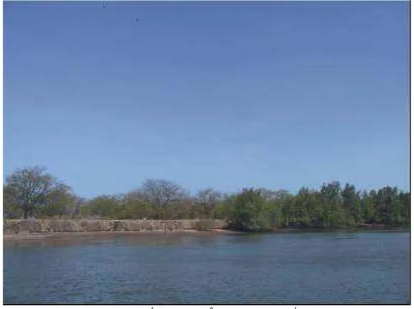 Figura 2.18 - Planície fluvial do rio Jaguaribe, logo acima do manguezal, em Aracati. 