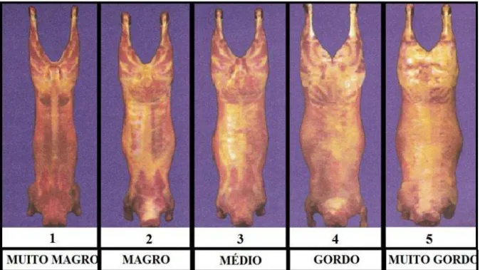 Figura 11 - Classificação de carcaças ovinas quanto ao acabamento. Fonte: Adaptado de Cezar e Sousa (2007)