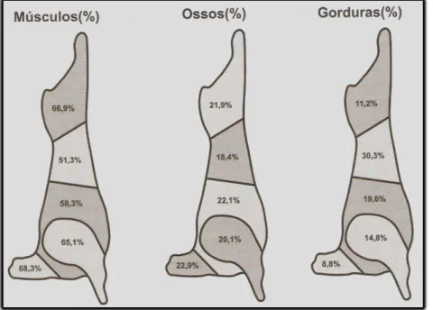 Figura 14 - Representação da composição tecidual relativa (%) dos cortes comerciais da carcaça ovina