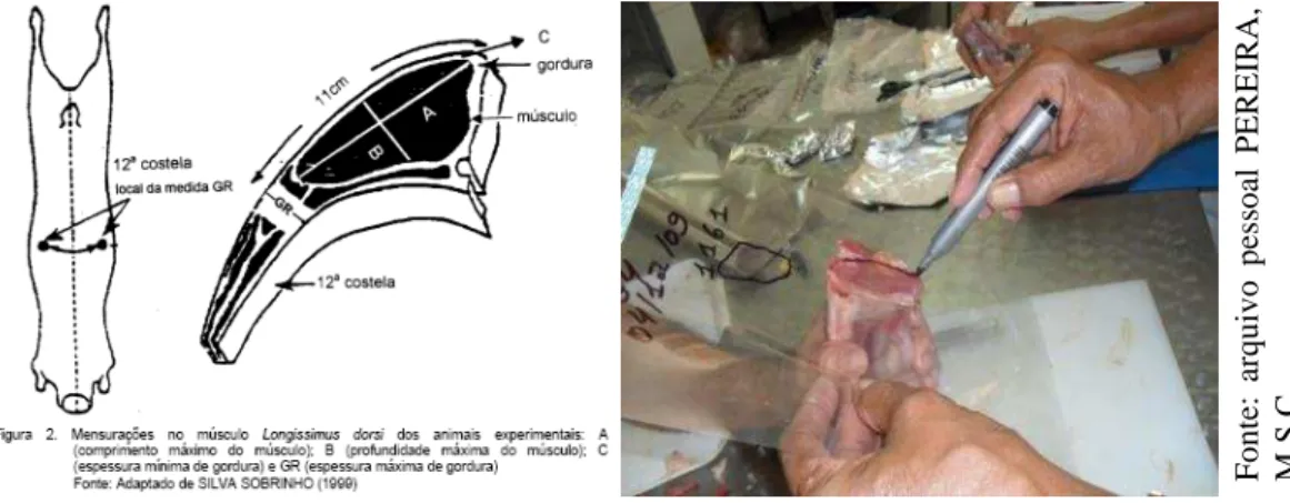 Figura  2-  Mensuração  no  músculo  Longíssimus  Dorsi.  Fonte:  Cezar  e  Sousa,  2007.