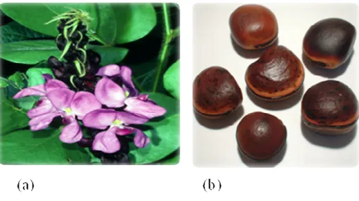 Figura 05. Flores (a) e sementes (b) de Dioclea grandiflora. 