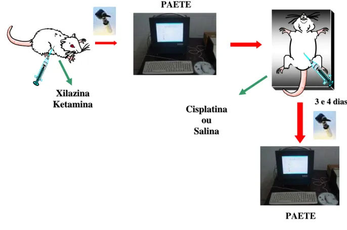 FIGURA 14 – Esquema do Experimento 2. Avaliação funcional da ototoxicidade por cisplatina em ratos por  potenciais auditivos evocados de tronco encefálico (PAETE)