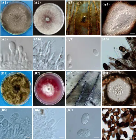 Figure  3  (a)  Lasiodiplodia  caatinguensis  sp.  nov.  strain  CMM1325.  (b)  Lasiodiplodia  pontae  sp