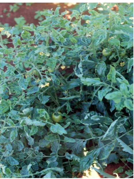 Figura 1 – Tomate apresentando sintomas de infecção por geminivírus no  campo - mosaico com áreas cloróticas, deformação e enrolamento  do limbo foliar e subdesenvolvimento da planta