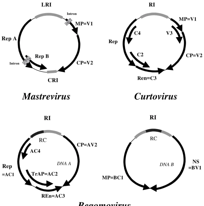 Figura 2 – Organização genômica de Mastrevirus, de Curtovirus  e de Begomovirus do  Novo Mundo