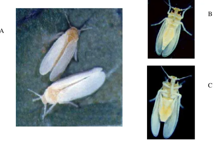 Figura 4- Ovos, ninfas do primeiro ao quarto ínstar (in) e exúvia (exv) de  mosca branca, Bemisia argentifolii 
