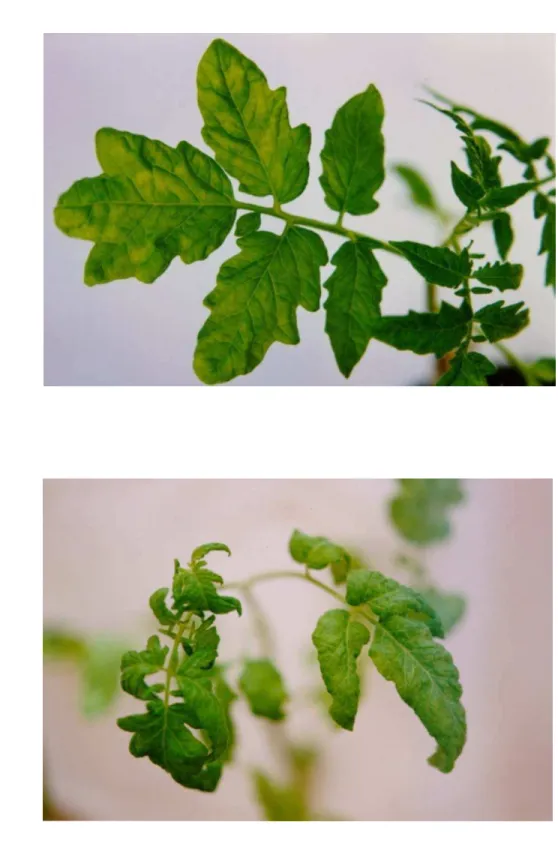 Figura 1 - Tomate ‘Santa Clara’ infectado com o isolado GO-ANPL exibindo  sintomas de mosaico e clorose internerval (A), mosaico e  enrolamento foliar (B)