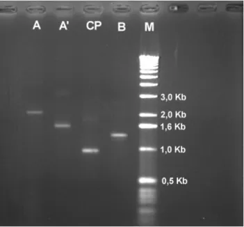 Figura 3 – Análise eletroforética em gel de agarose dos produtos de PCR do isolado GO-ANPL  amplificados com o pares de oligonucleotídeos: A - PAL1v 1978/CP2; A' -  PAL1c1996/CP1; CP - CP1/CP2; B- CRc2/PBR1200; M - Marcador (DNA  Ladder)