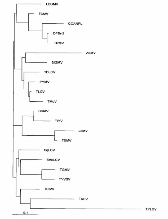 Figura 9 – Árvore filogenética (obtida via programa ClustalW 1.8) resultante do alinhamento das  seqüências de aminoácidos da região N-terminal da capa proteica de GO-ANPL e de outros  begomovírus do Brasil e de outros países
