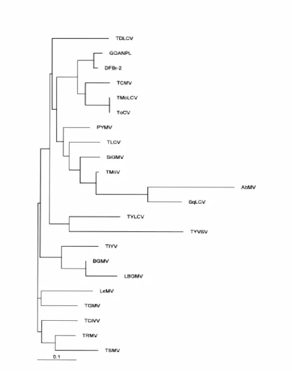 Figura 10 – Árvore filogenética (obtida via programa ClustalW 1.8) resultante do alinhamento das  seqüências de aminoácidos da região Rep de GO-APL com outros begomovírus do Brasil e de  países