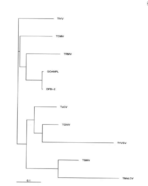 Figura 11 – Árvore filogenética (obtida via programa ClustalW 1.8) resultante do alinhamento  da região intergênica (RI) de GO-ANPL com outros begomovírus de tomate do  Brasil