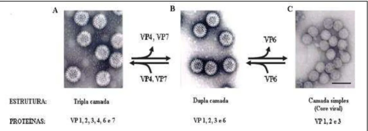 FIGURA  3:  Estrutura  e  proteínas  da  partícula  viral  dos  rotavírus  A  (Adaptado  de  Estes  &amp; 