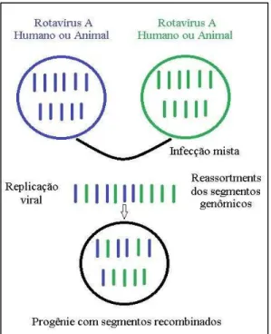 FIGURA 6: Representação esquemática do evento de reassortments em Rotavírus A. 