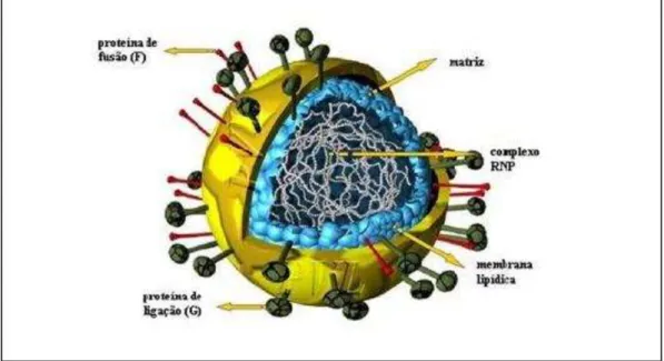 Figura 02  –  Representação esquemática do vírus sincicial respiratório humano.  