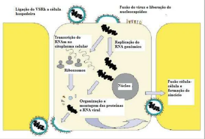 Figura  06  –   Representação  esquemática  do  ciclo  replicativo  do  vírus  sincicial  respiratório  humano