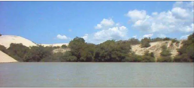 FIGURA 5 – Dunas em processo de edafisação localizadas ao norte da lagoa. 