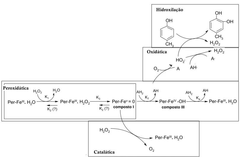 FIGURA 4. Esquema proposto para o mecanismo de ação da peroxidase nos  quatro tipos de reações em que a enzima está envolvida (WHITAKER, 1985) 