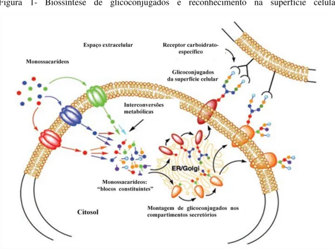 Figura  1-  Biossíntese  de  glicoconjugados  e  reconhecimento  na  superfície  celular
