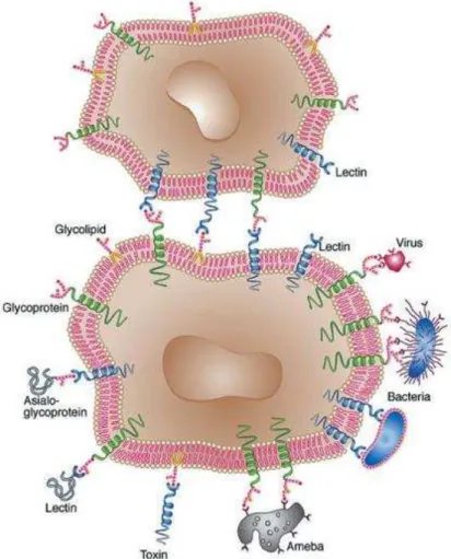 Figura 4- Interações lectina-carboidrato na superfície celular. 