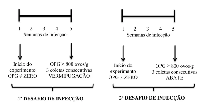 Figura 1. Esquema da caracterização fenotípica dos caprinos mestiços.  