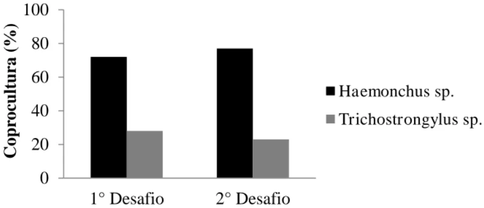 Figura  2.  Porcentagem  de  larvas  infectantes  de  nematoides  gastrintestinais  identificadas  em coproculturas de caprinos mestiços, nos dois desafios de infecção no lote experimental  1