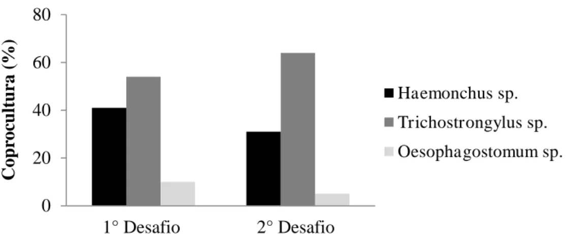 Figura  3.  Porcentagem  de  larvas  infectantes  de  nematoides  gastrintestinais  identificadas  em coproculturas de caprinos mestiços, nos dois desafios de infecção do lote experimental  2