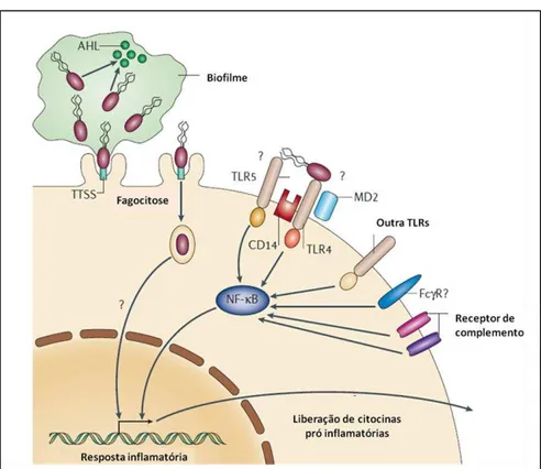 Figura  4.  Interação  hospedeiro-patógeno  na  melioidose.  AHL:  N-acil  homoserina  lactona  são  os  componentes  difusíveis  responsáveis  pelos  sinais  entre  as  bactérias  para  a  formação  de  biofilme;  TTSS:  sistema  secretor  tipo  3  que  a