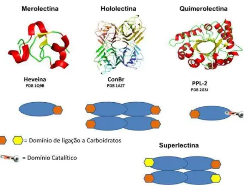 Figura 2 –  Classificação estrutural das lectinas vegetais. 