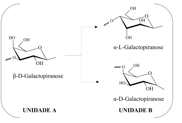 Figura 1 – Representação em cadeia da estrutura básica das galactanas de algas marinhas