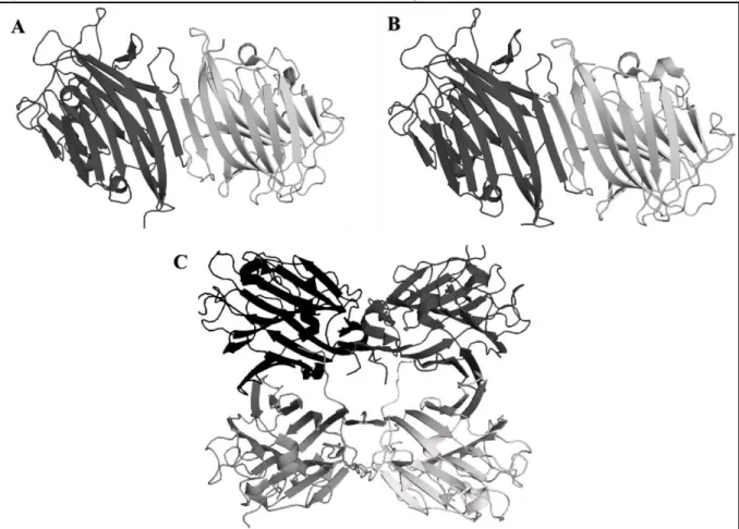 Figura 5. Estruturas tridimensionais de lectinas da tribo Dalbergieae. 