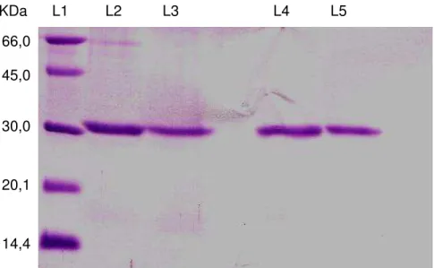 FIGURA  4:  Eletroforese  em  gel  de  poliacrilamida  (15%)  do  PI  total  (L2  e  L3  -  c/   e  s/ ,  respectivamente) e dos tubos de maior atividade do pico I  -  lectina purificada de  Amansia  multifida (linhas L4 e L5 -  c/ e s/ , respectivamente)