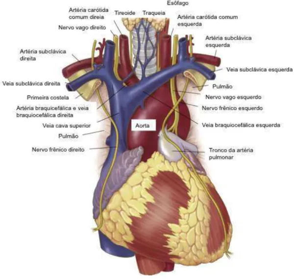 Fig ura 1 − Anatomia da aorta ascendente e arco aórtico e relações com estruturas adjacentes.