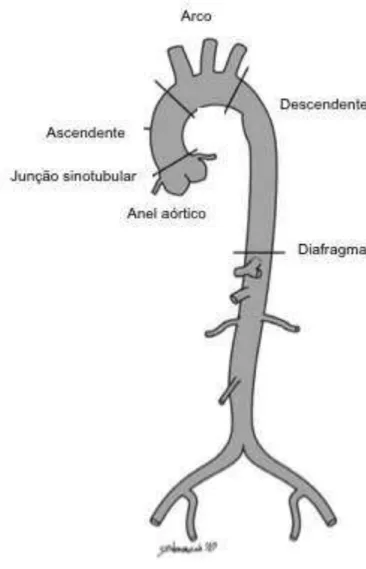 Figura 2  − Diagrama da aorta humana normal e os seus principais segmentos. 