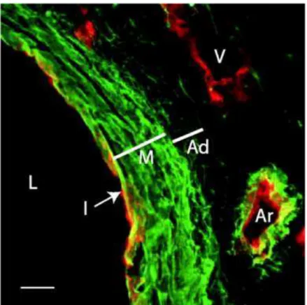 Figura 3  −  Fotomicrografia de imunofluorescência de aorta de camundongo.  