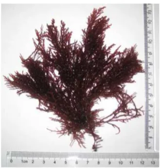 Figura 6  − Espécime da alga mari nha  Acanthophora muscoides  (Linnaeus) Bory de  Saint-Vincent